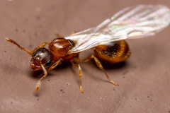 Temnothorax