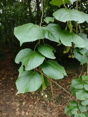 Tilia platyphyllos