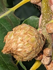 Andricus foecundatrix