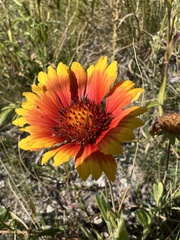 Gaillardia pulchella