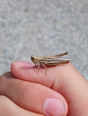 Euchorthippus declivus