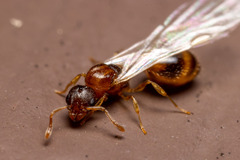 Temnothorax