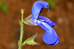 Salvia vitifolia