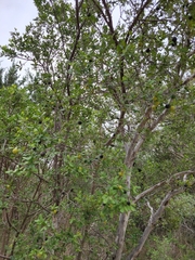 Diospyros texana