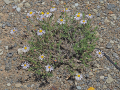 Felicia muricata muricata