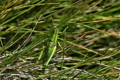 Euthystira brachyptera