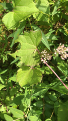 Mikania scandens