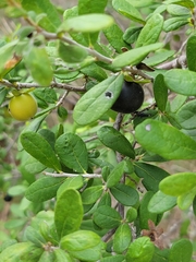 Diospyros texana