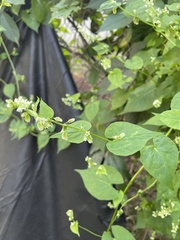 Fallopia
