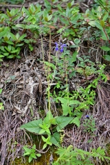 Salvia vitifolia