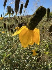 Ratibida columnifera