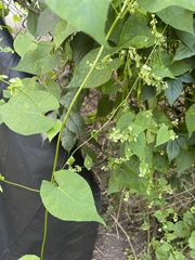 Fallopia