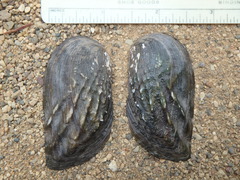 Unionidae
