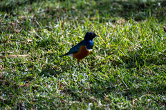 Lamprotornis superbus