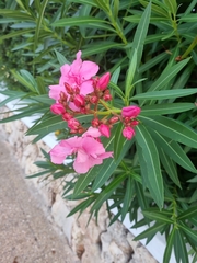 Nerium oleander