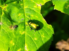 Chrysolinina