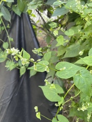Fallopia