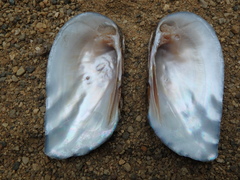 Unionidae