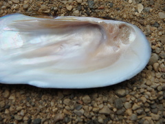 Unionidae