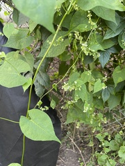 Fallopia