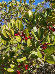 Rhamnus