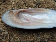 Unionidae