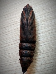 Deilephila porcellus