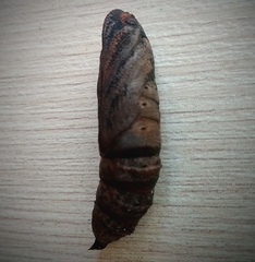 Deilephila porcellus