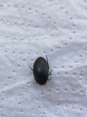 Agabinae