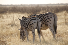 Equus quagga burchellii