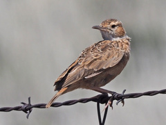 Chersomanes albofasciata