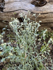 Pseudognaphalium microcephalum