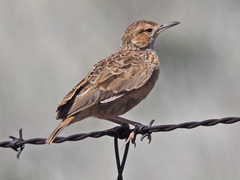 Chersomanes albofasciata