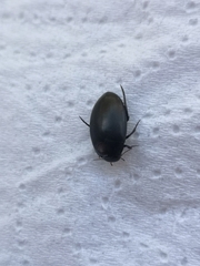 Agabinae