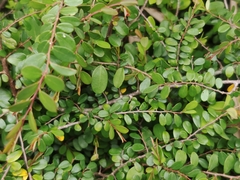 Phyllanthus cochinchinensis