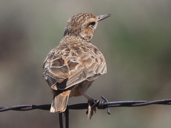 Chersomanes albofasciata