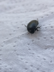 Agabinae