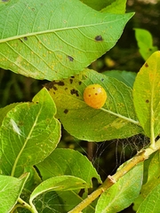 Euura pedunculi