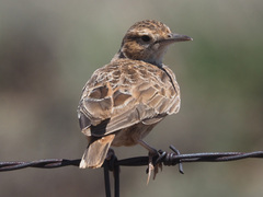Chersomanes albofasciata