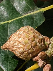 Andricus foecundatrix