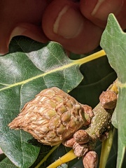 Andricus foecundatrix