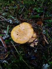 Cantharellus cibarius