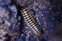 Rhysodesmus elestribus