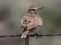 Chersomanes albofasciata