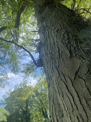 Gleditsia triacanthos