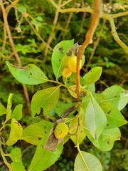 Euura pedunculi