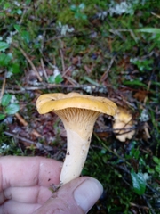 Cantharellus cibarius
