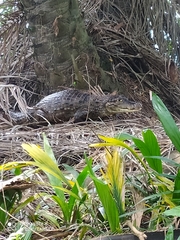 Caiman crocodilus fuscus
