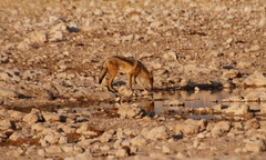 Lupulella mesomelas mesomelas
