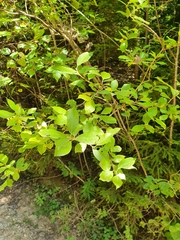 Euura pedunculi